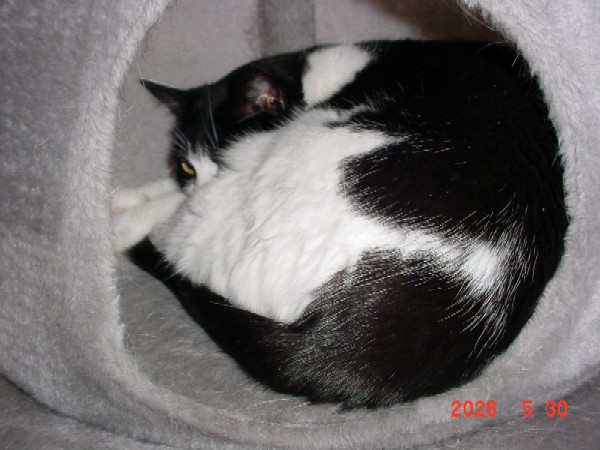 Oreo curled up in her nest