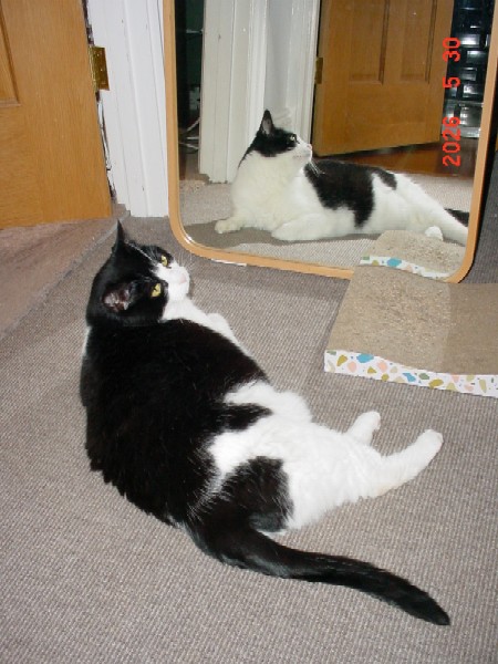 Oreo admiring herself in the mirror