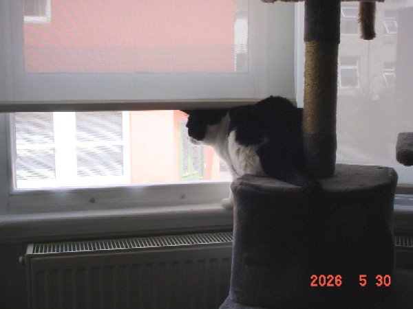 Oreo keeping an eye on illegally parked cars